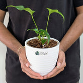 Anthurium Brownii, with 5.5 Inches White Decor Pot
